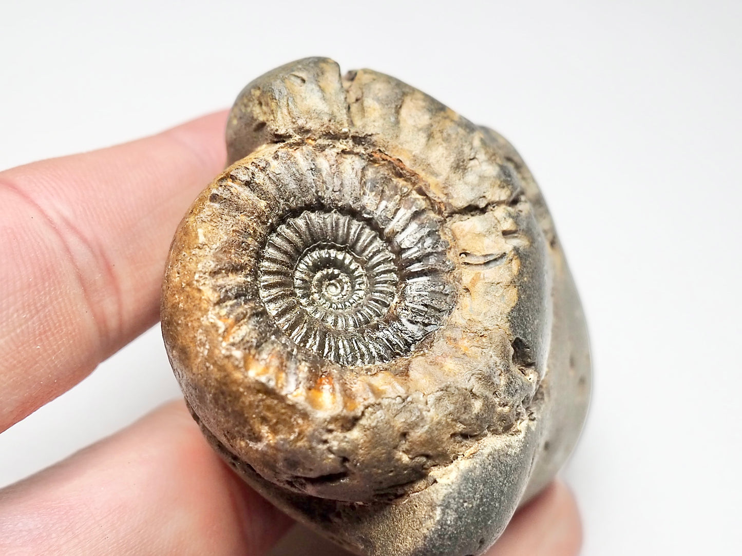 Catacoeloceras Ammonite