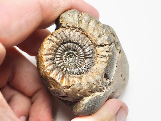 Catacoeloceras Ammonite