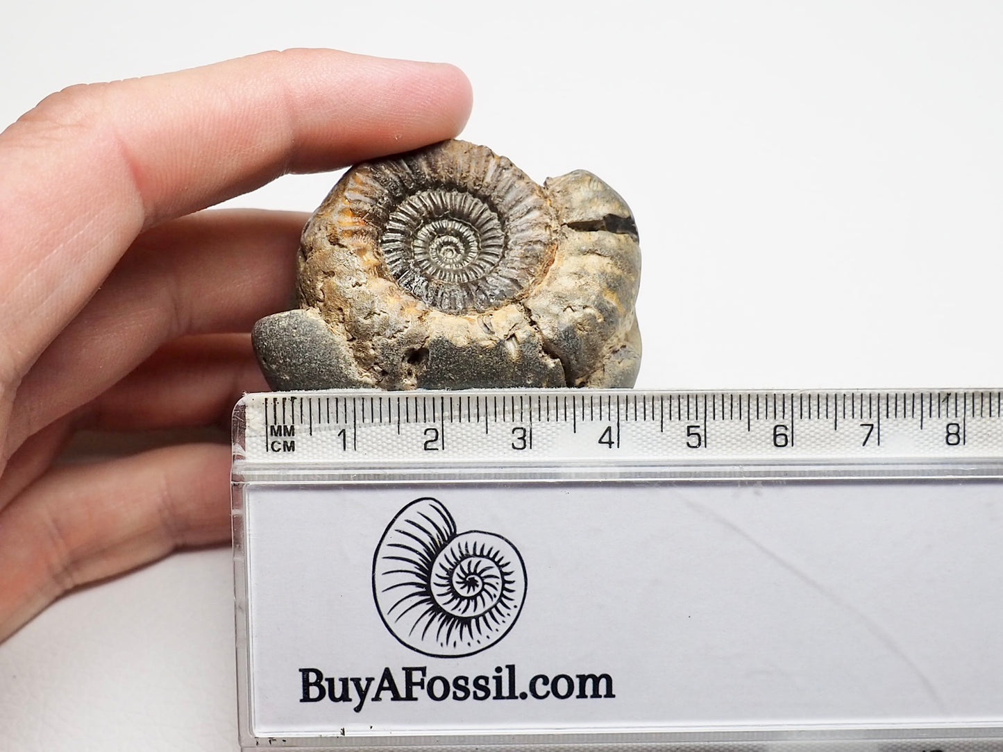 Catacoeloceras Ammonite