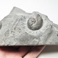 Phylloceras Ammonite Fossil – Whitby Yorkshire Coast – Jurassic