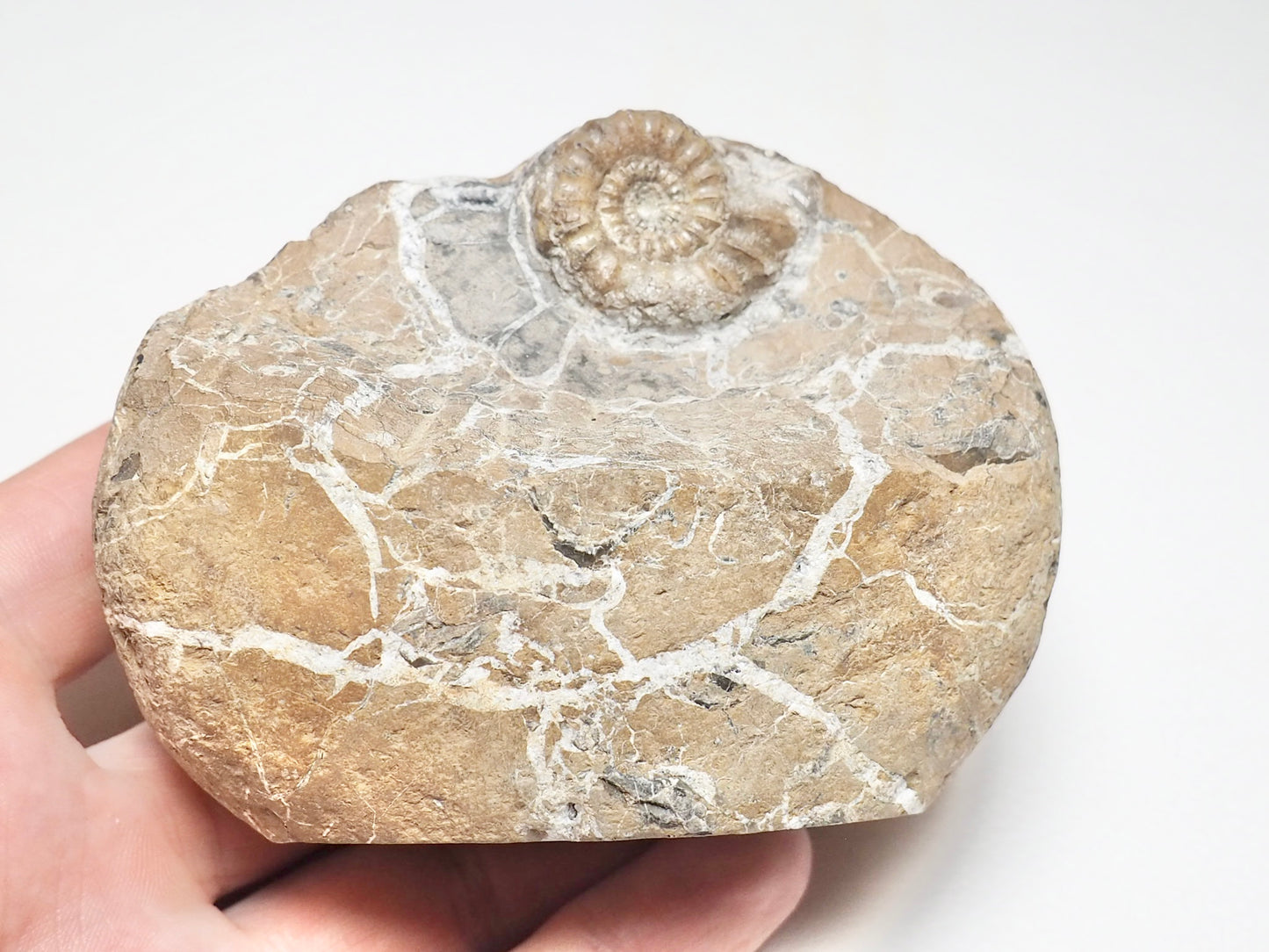 Rare Oistoceras Ammonite