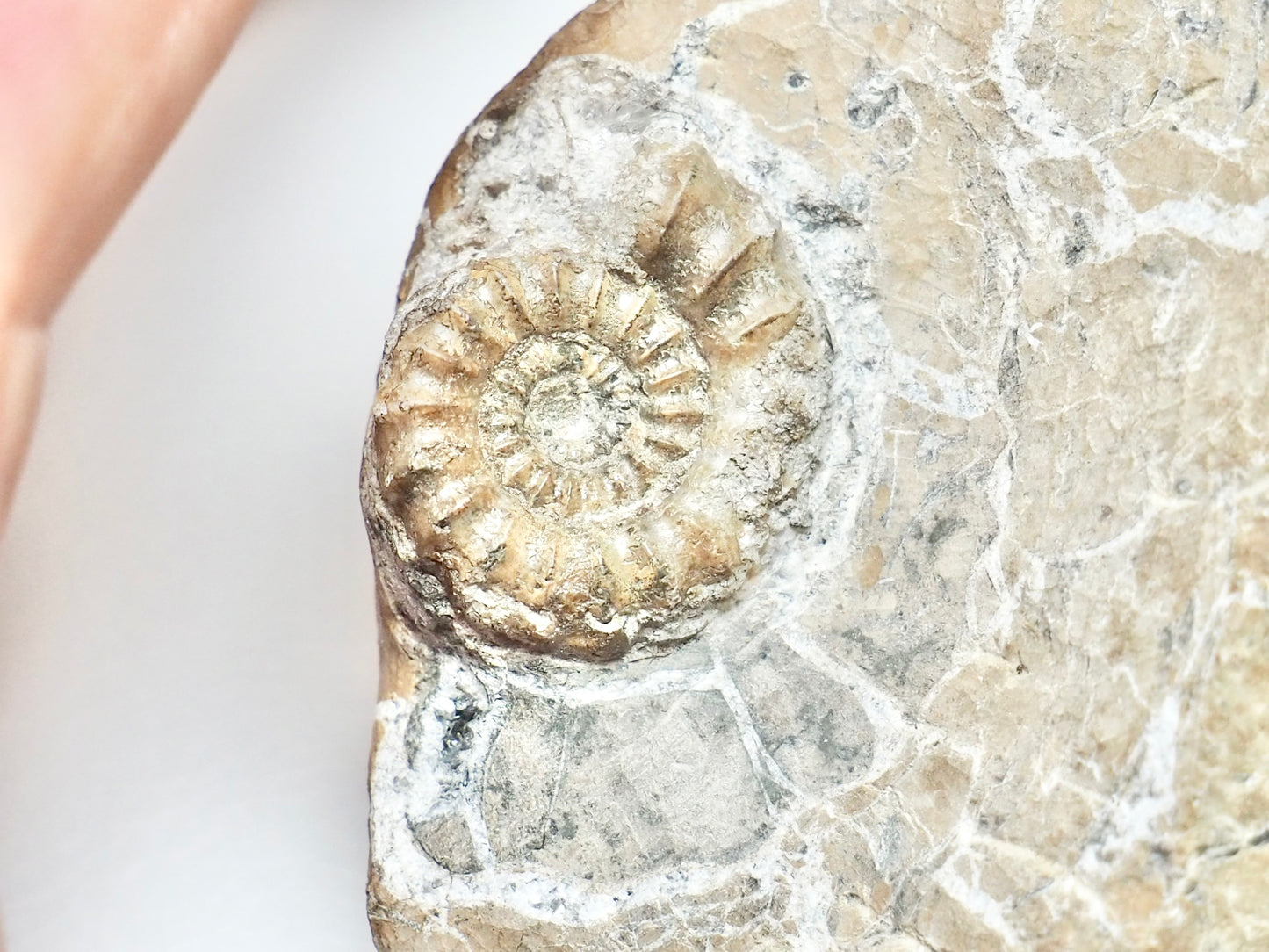 Rare Oistoceras Ammonite