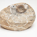 Rare Oistoceras Ammonite