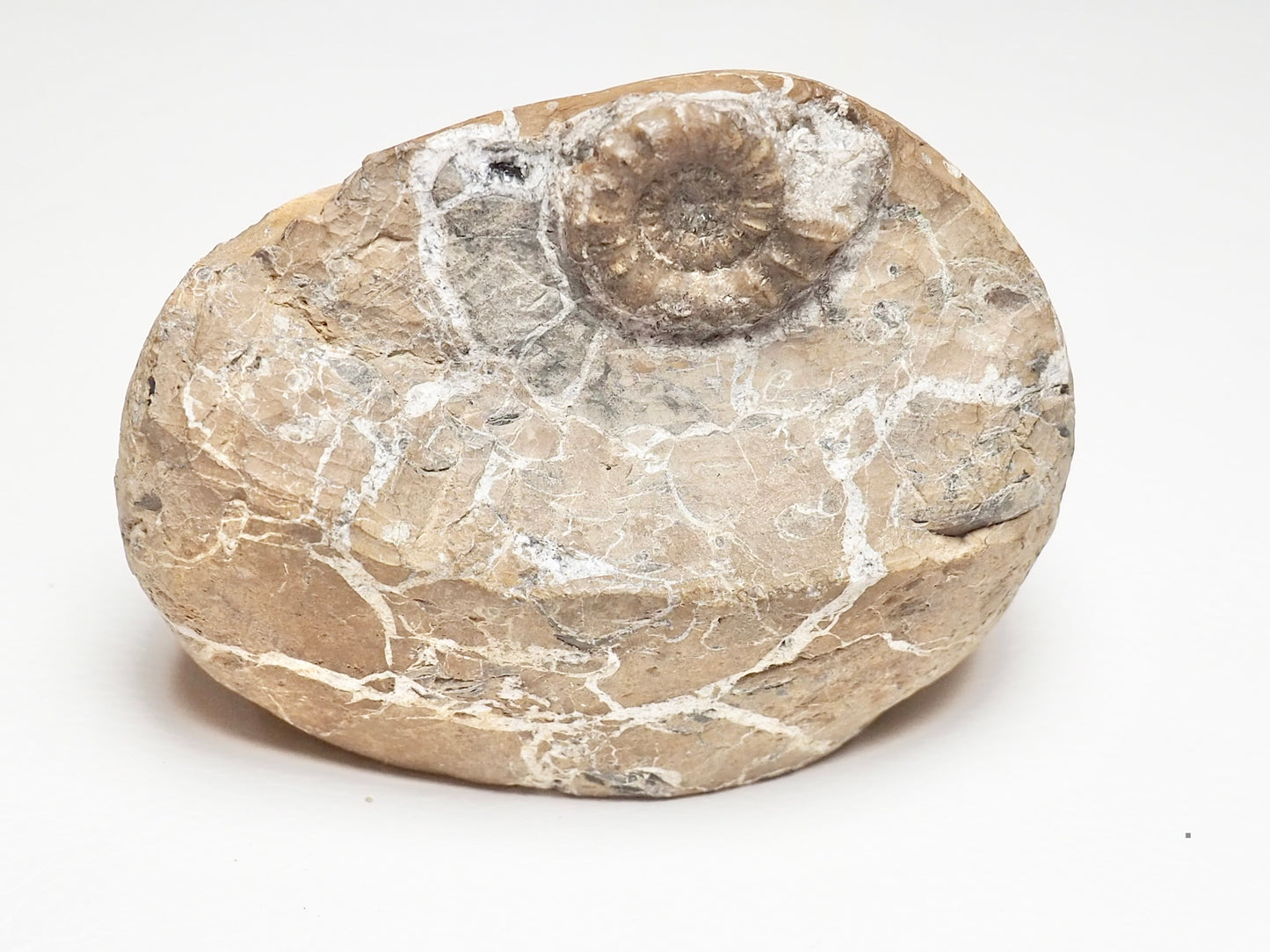 Rare Oistoceras Ammonite