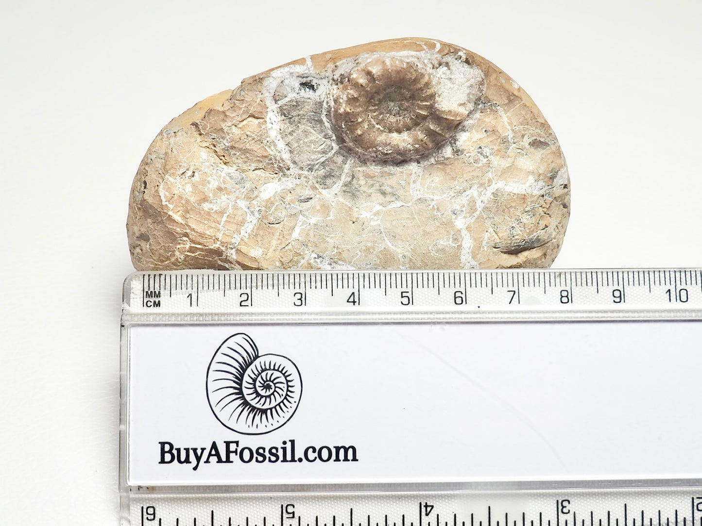 Rare Oistoceras Ammonite