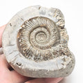Whitby Dactylioceras Semicelatum Ammonite Fossil – Yorkshire Coast Jurassic