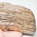 Chunky Fossil Wood/Tree Branch