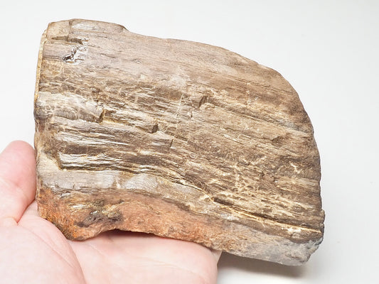 Chunky Fossil Wood/Tree Branch