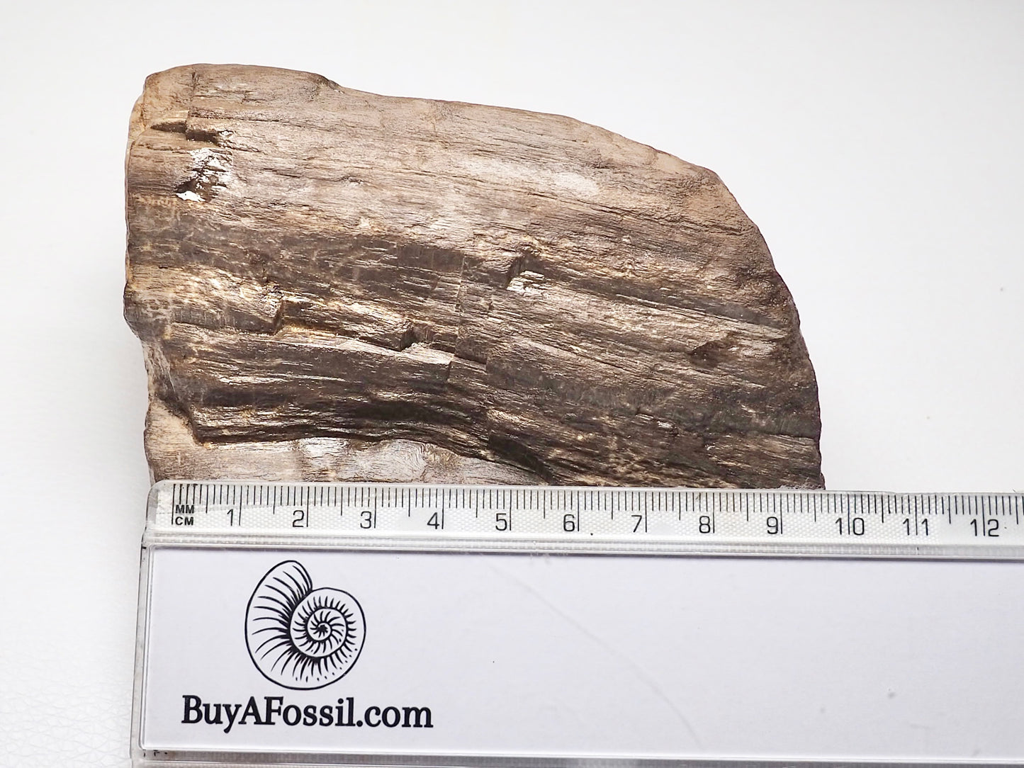 Chunky Fossil Wood/Tree Branch