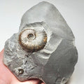 Eleganticeras Ammonite Fossil – Whitby Yorkshire Coast – Jurassic