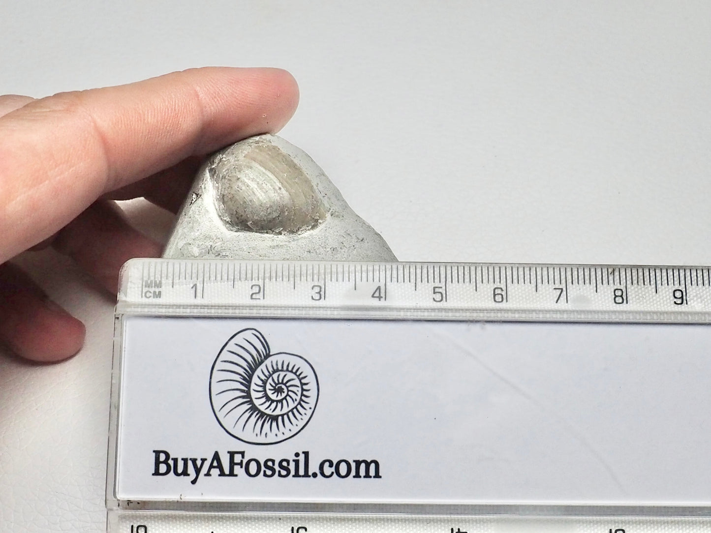 Shell With CutBase