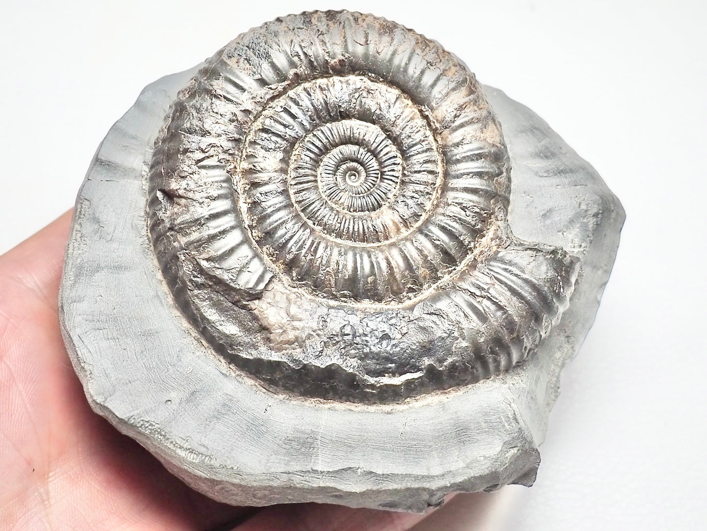 Dactylioceras Ammonite Fossil