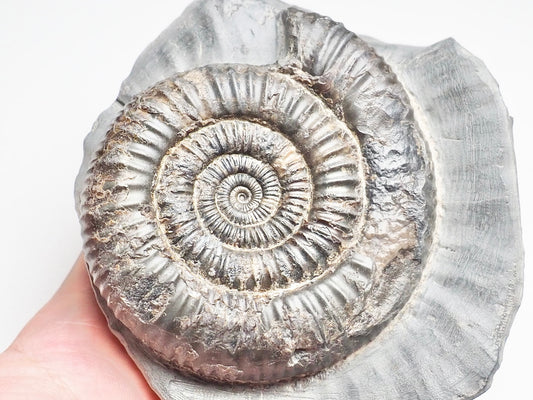 Dactylioceras Ammonite Fossil