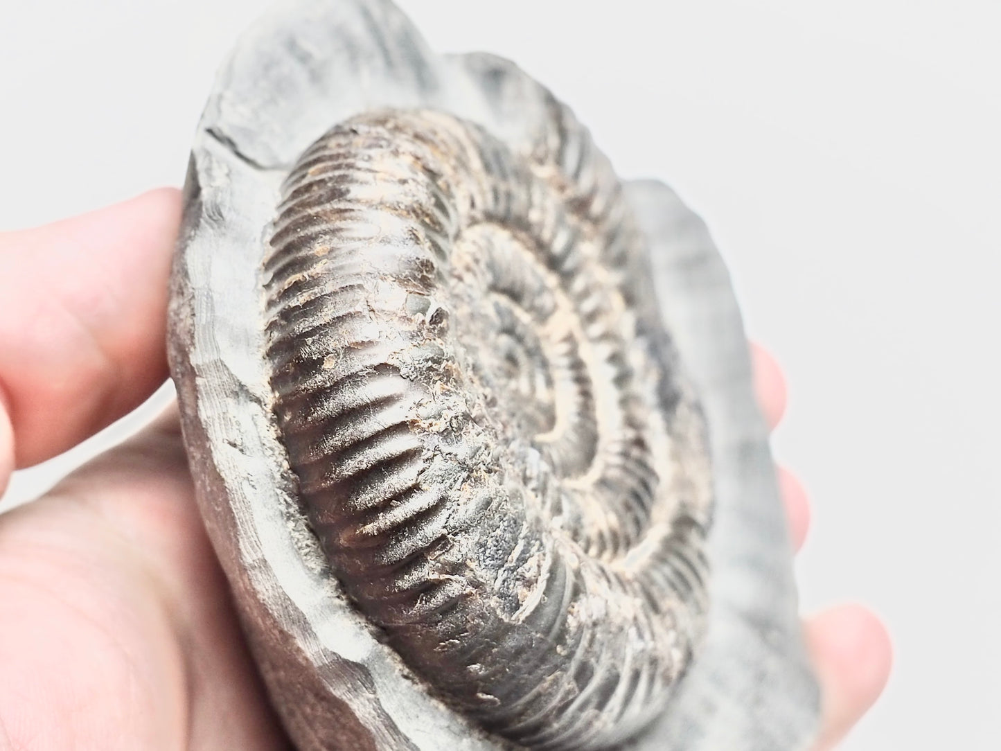 Dactylioceras Ammonite Fossil