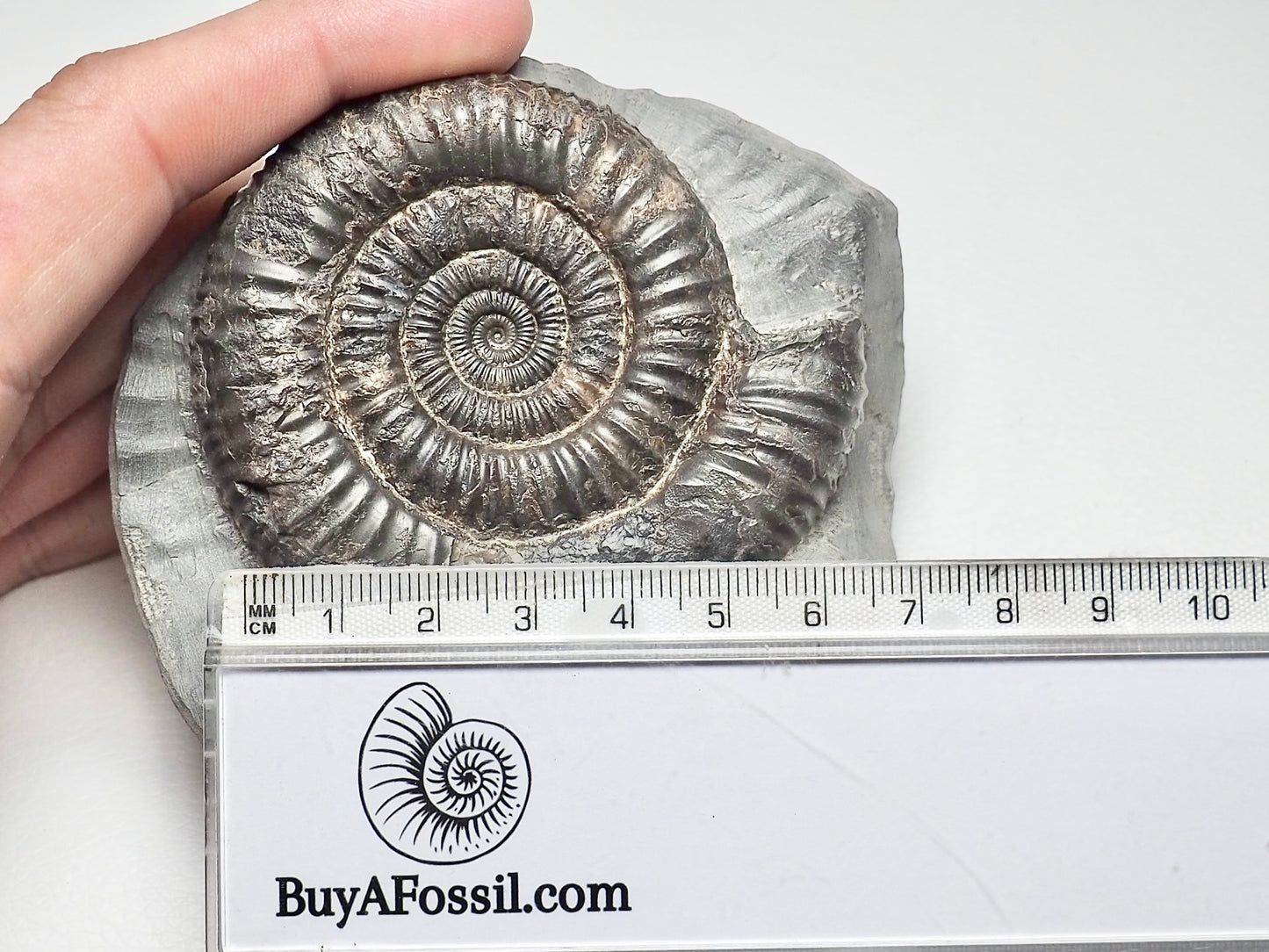 Dactylioceras Ammonite Fossil