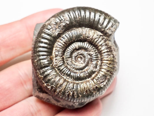 Dactylioceras Ammonite Fossil Whitby