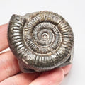 Whitby Dactylioceras Ammonite Fossil – Yorkshire Coast Jurassic