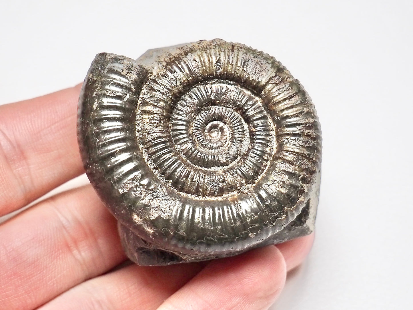 Dactylioceras Ammonite Fossil Whitby