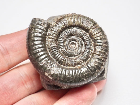 Dactylioceras Ammonite Fossil Whitby