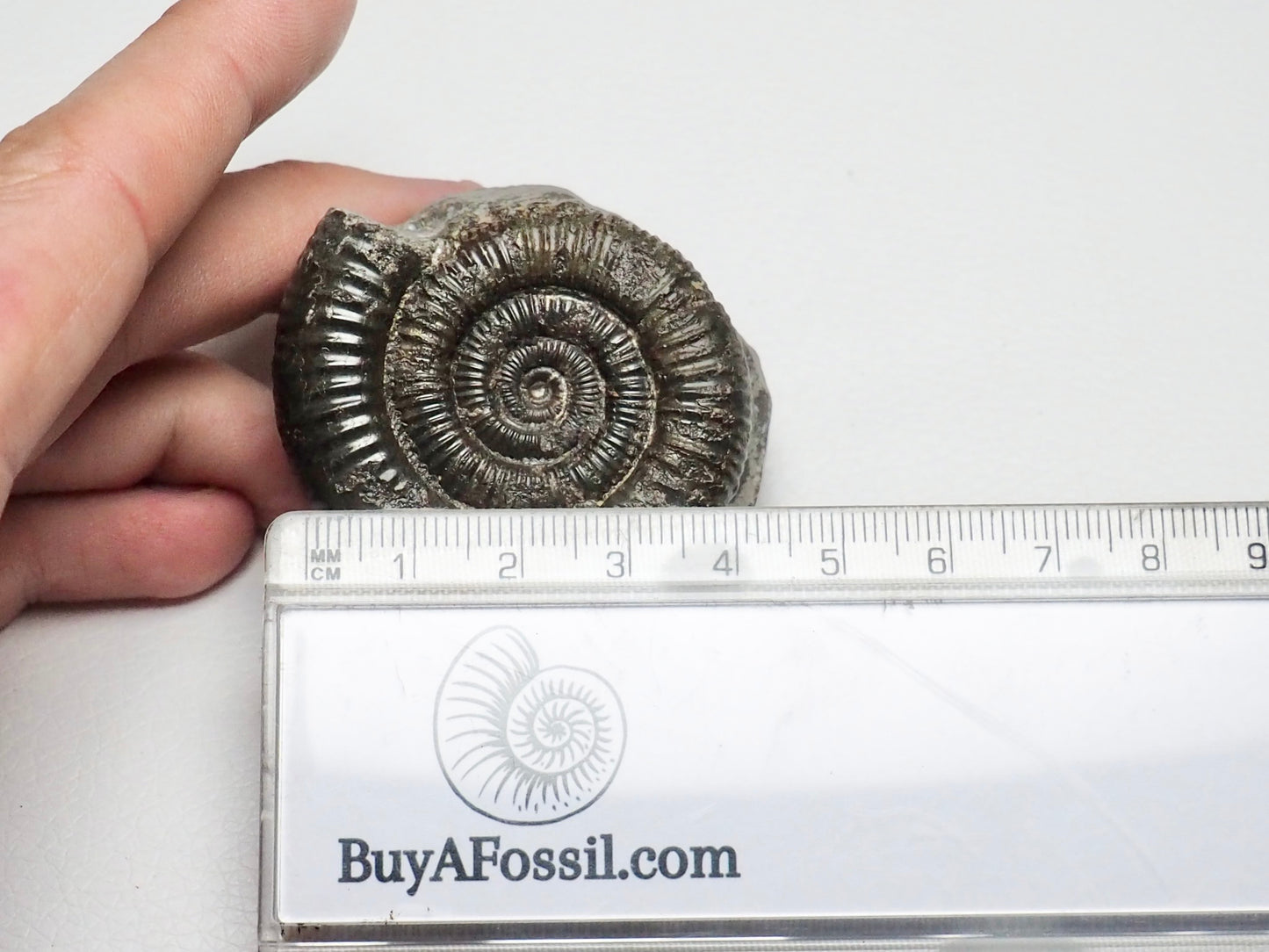 Dactylioceras Ammonite Fossil Whitby