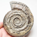 Hildoceras Ammonite Fossil – Whitby Yorkshire Coast – Jurassic