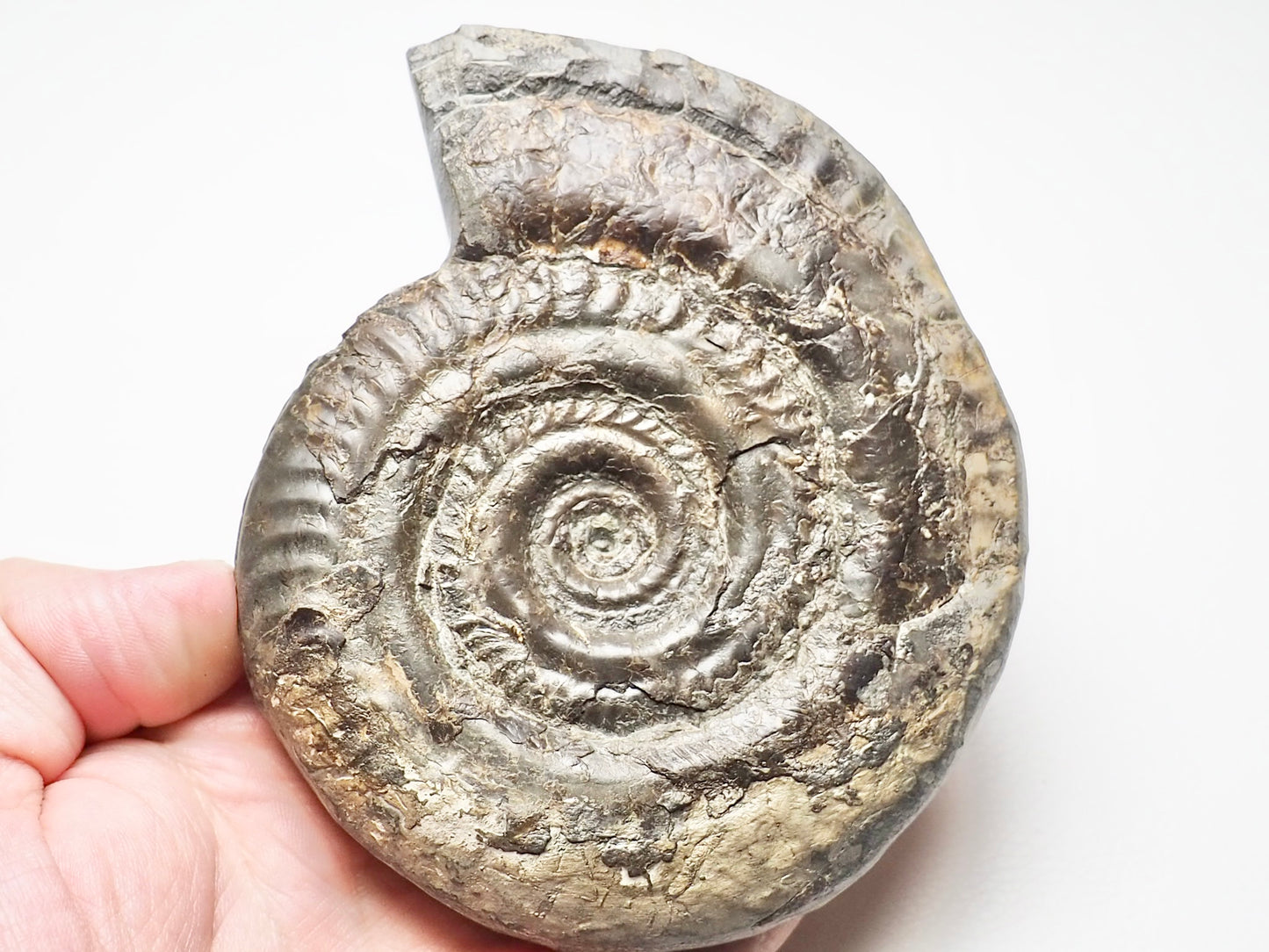 Hildoceras Ammonite