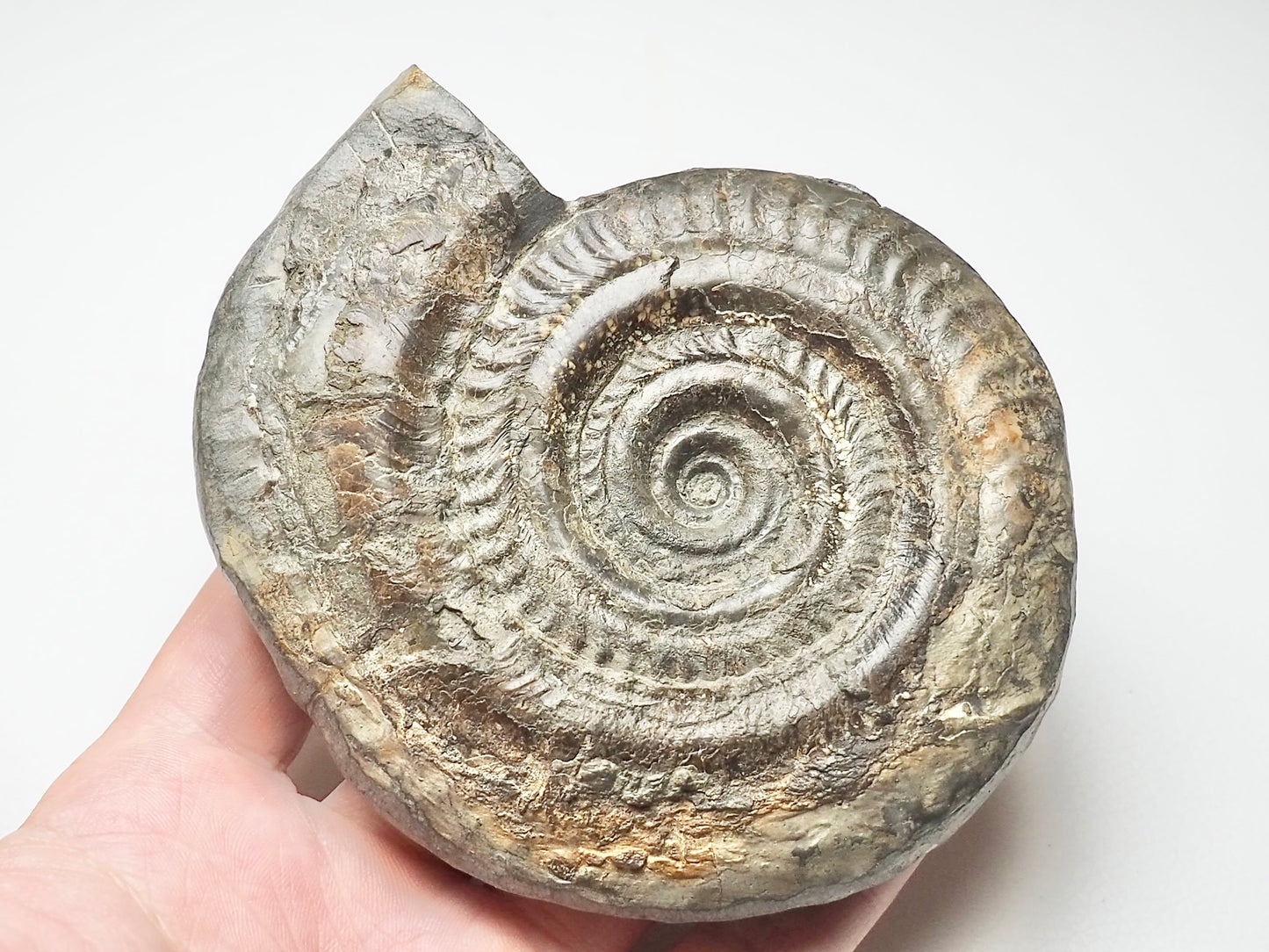 Hildoceras Ammonite