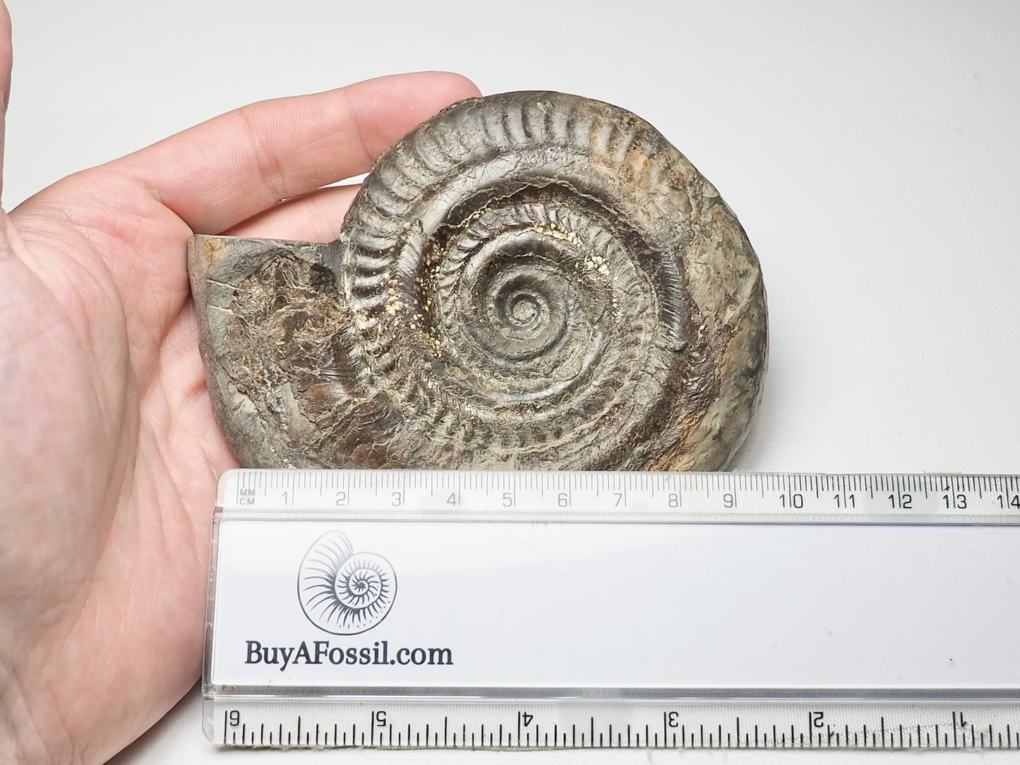 Hildoceras Ammonite