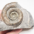 Catacoeloceras Ammonite Fossil – Whitby Yorkshire Coast – Jurassic