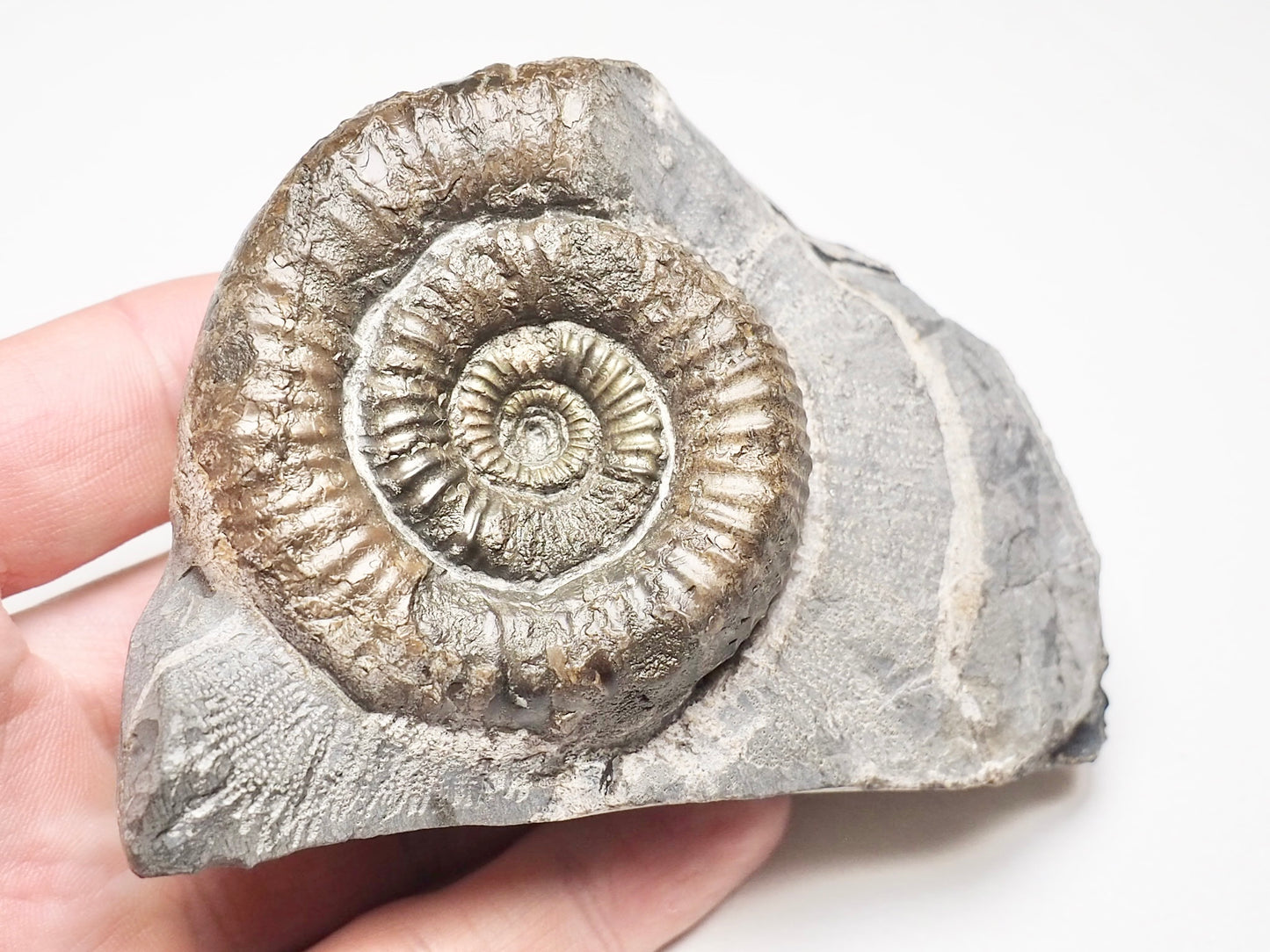 Catacoeloceras Ammonite