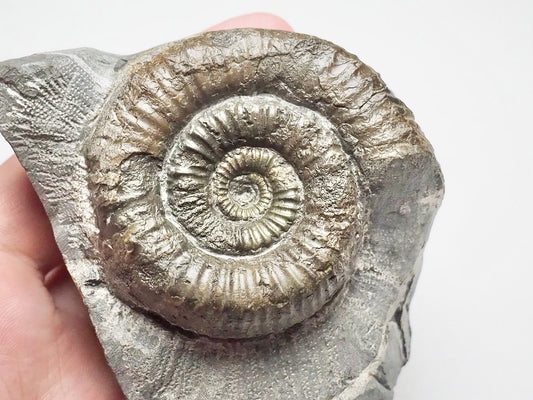 Catacoeloceras Ammonite