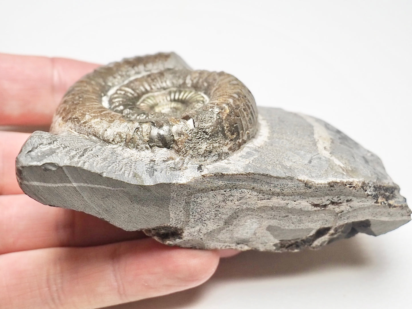 Catacoeloceras Ammonite