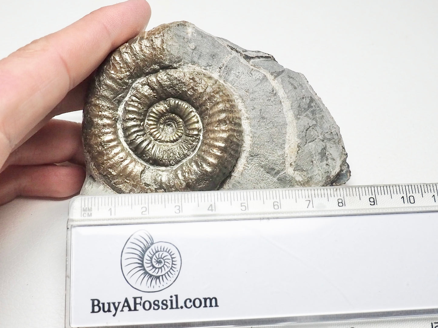 Catacoeloceras Ammonite