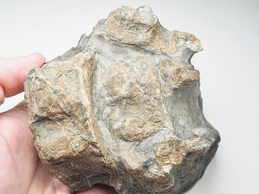 Large Ichthyosaur Vertebra