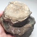 Large Ichthyosaur Vertebra – Whitby Yorkshire Coast – Jurassic