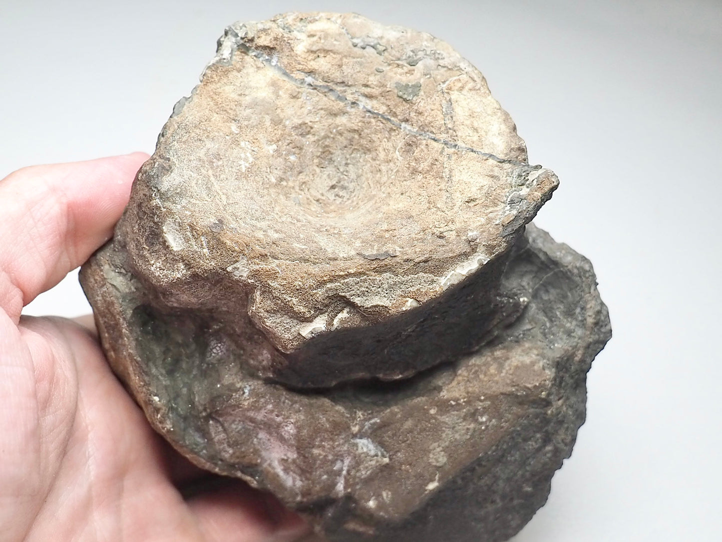 Large Ichthyosaur Vertebra