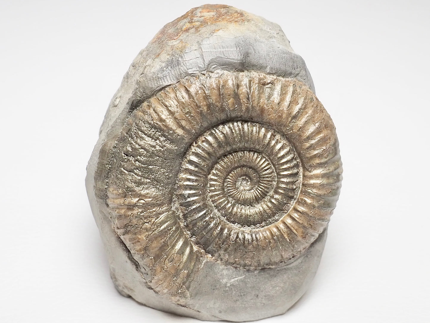 Dactylioceras Ammonite Fossil