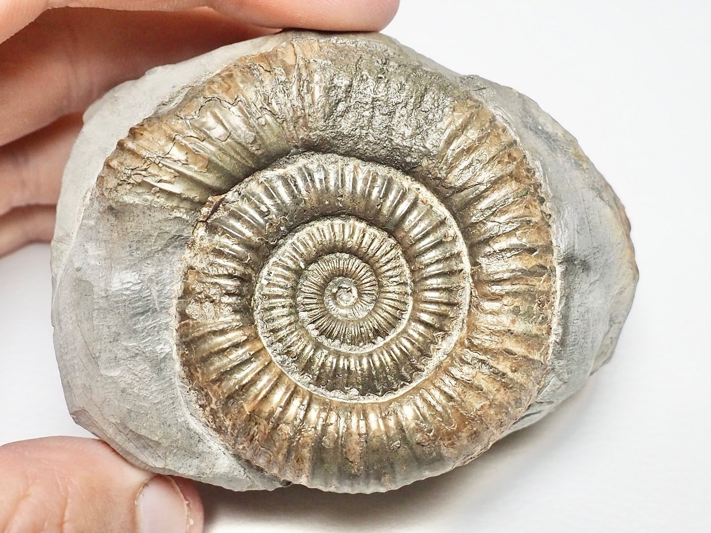 Dactylioceras Ammonite Fossil