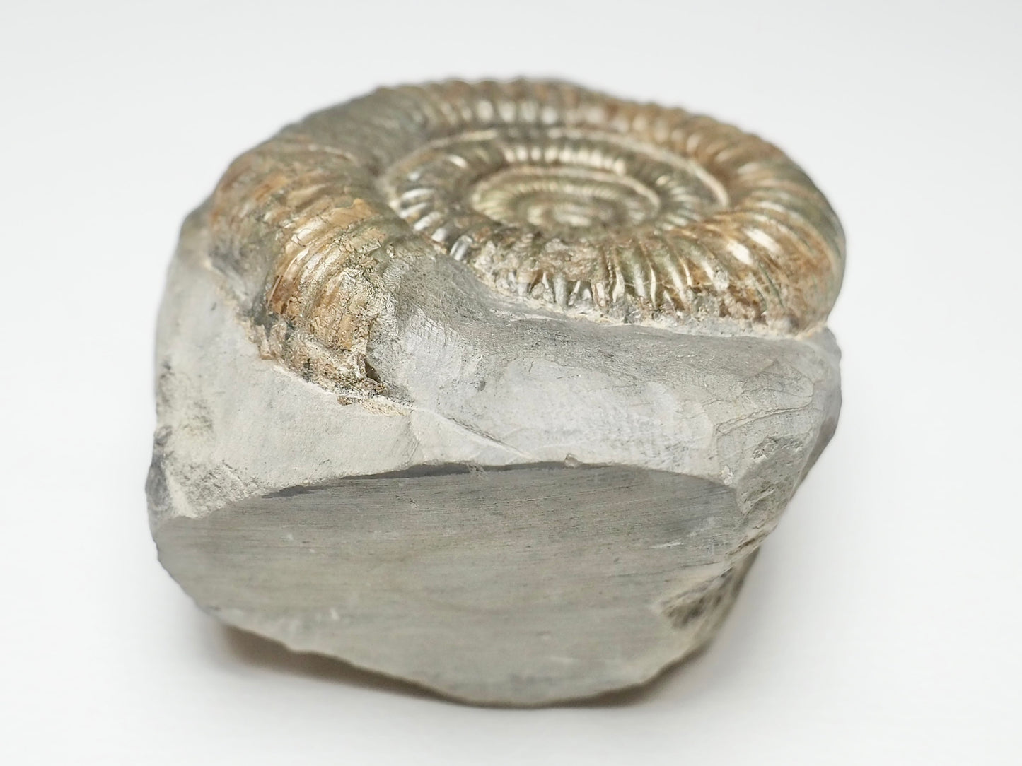 Dactylioceras Ammonite Fossil