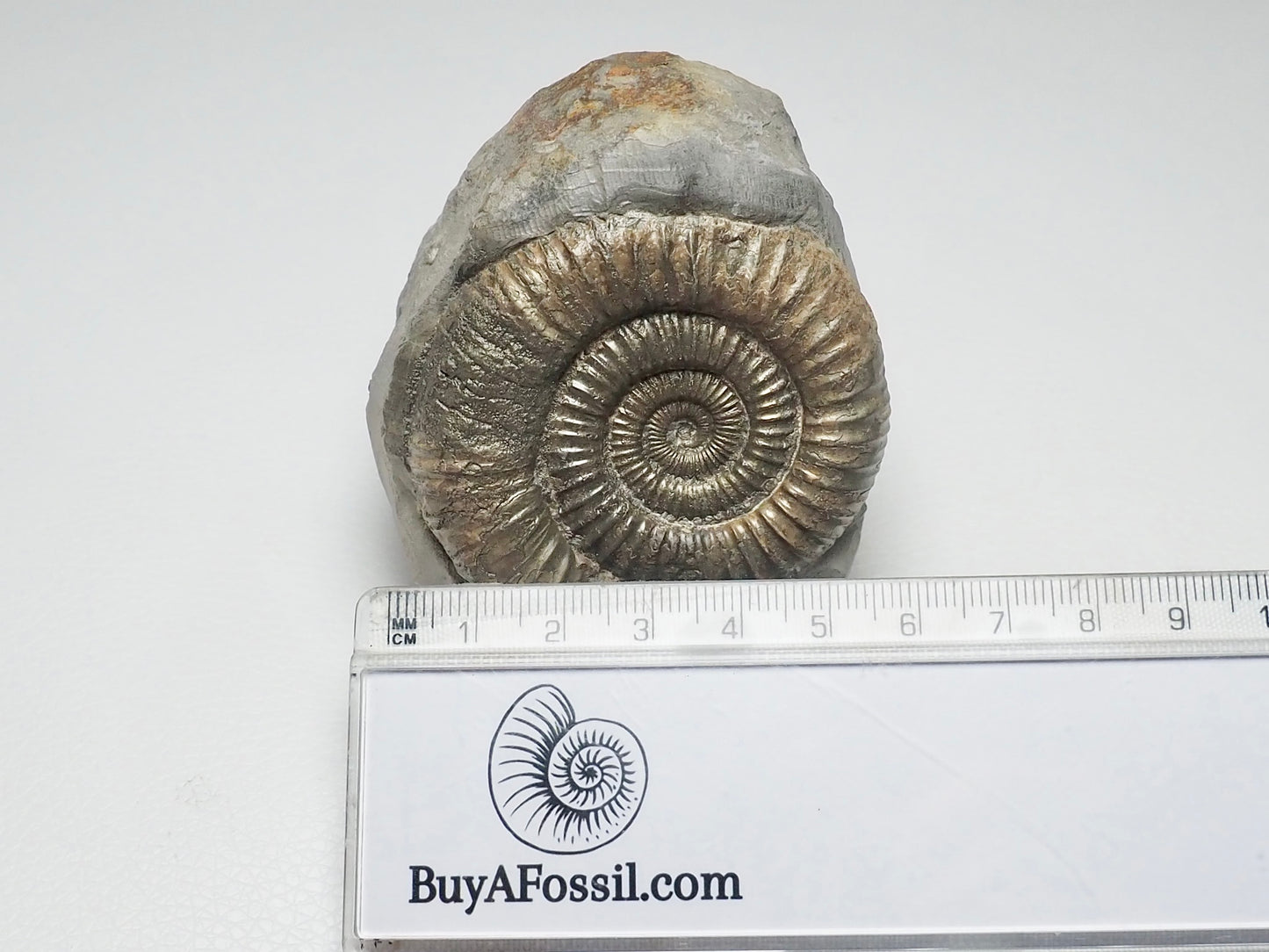 Dactylioceras Ammonite Fossil