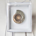 Arnioceras Boxed Specimen Ammonite Fossil – Whitby Yorkshire Coast – Jurassic