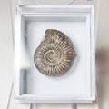Dactylioceras Boxed Specimen Ammonite Fossil – Whitby Yorkshire Coast – Jurassic