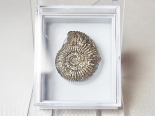 Dactylioceras Boxed Specimen