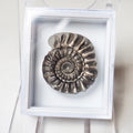Gagaticeras Specimen Ammonite Fossil – Whitby Yorkshire Coast – Jurassic