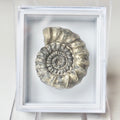 Gagaticeras Specimen  Ammonite – Whitby Jurassic Fossil – Yorkshire Coast