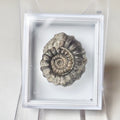 Gagaticeras Specimen  Ammonite Fossil for Sale – Whitby Yorkshire Coast Jurassic