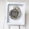 Gagaticeras Specimen  Ammonite – Whitby Jurassic Fossil – Yorkshire Coast