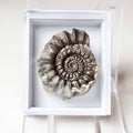 Gagaticeras Specimen  Ammonite – Whitby Jurassic Fossil – Yorkshire Coast
