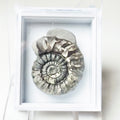 Gagaticeras  Specimen Ammonite – Whitby Jurassic Fossil – Yorkshire Coast