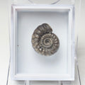 Gagaticeras Specimen  Ammonite – Whitby Jurassic Fossil – Yorkshire Coast